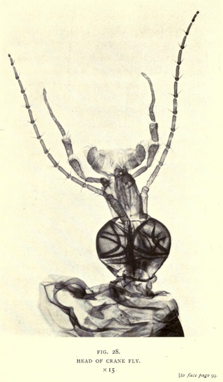 Illustration for article titled 110 Years Ago, These Microscopic Photos Horrified Londoners
